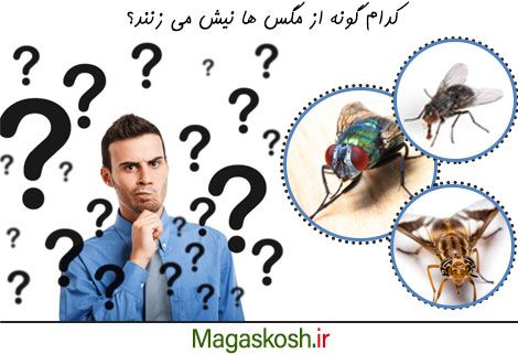 کدام گونه از مگس ها نیش می زنند؟