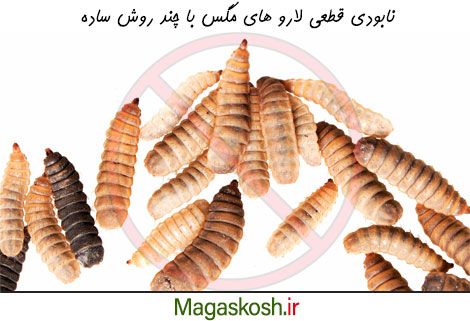 روش هایی ساده برای نابودی لارو مگس