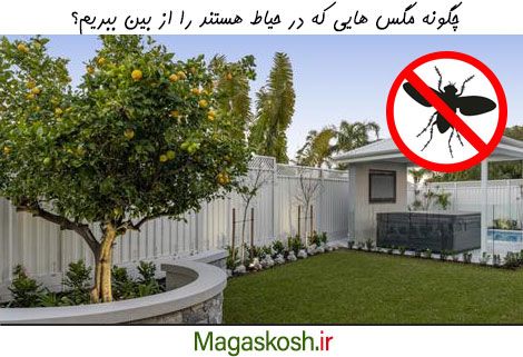 چگونه مگس ها را در حیاط از بین ببریم؟