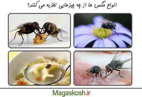 تفاوت های تغذیه ای در انواع مگس