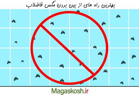 بهترین راه های از بین بردن مگس فاضلاب