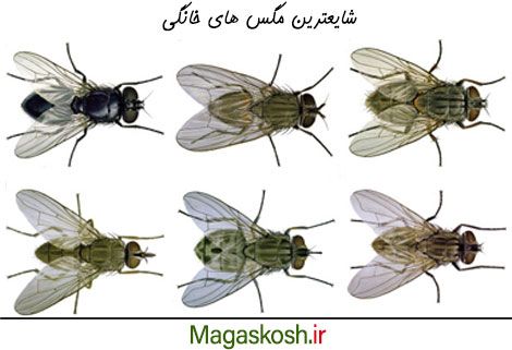 شایع ترین مگس ها