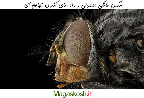 راه های کنترل مگس خانگی معمولی