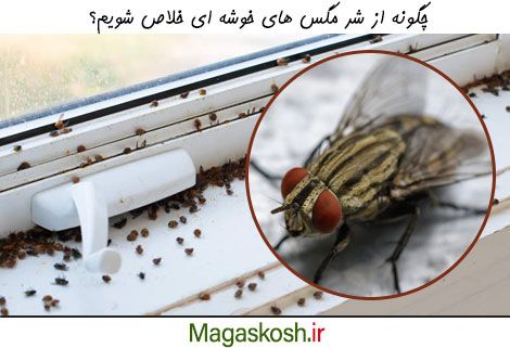 چگونگی از بین بردن مگس خوشه ای